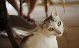 如何看待部份貓粉狗粉呼籲立動物（可愛貓狗）保護法?