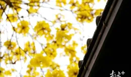 多圖｜隨手一拍都是大片，麻湧這條「黃金大道」上線！