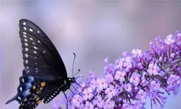 雙魚座雙重突破！桃花事業齊飛，好運正在接近！