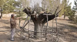 25年栽下40多萬棵樹 他完成了綠化一座荒山的奇跡