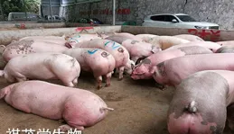 豬隊友喝醉了騎電驢沖到路中間，我大喊他名字停下，鄰居也嚇壞了