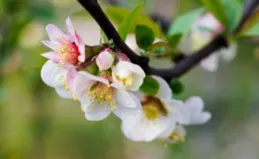 百花公園貼梗海棠「綻放」春意