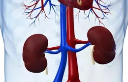 世界腎臟日丨慢性腎臟病、心血管疾病、2型糖尿病應聯防聯控