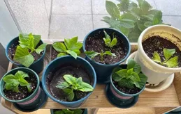 春天扡插，選這17種易「生根花卉」，高成活率打造爆花陽台