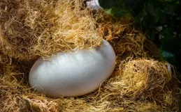 孕婦吃鵝蛋可以預防寶寶黃疸，是真的嗎？