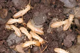 白蟻即將「出擊」，這份防蟻攻略請收好