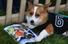 養柯基有什麽要註意的 怎麽訓練柯基？