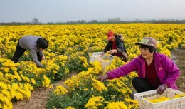 菊花的寓意與象征：多元文化視角下的解讀