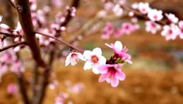 桃之夭夭，灼灼其華