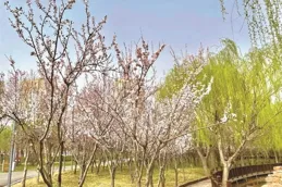 「花式」報春 萬物復蘇 各地春色醉遊人