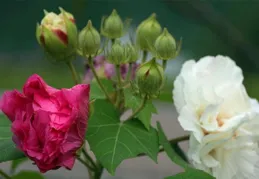 芙蓉花的「傲嬌」養護秘籍
