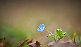 杜牧最通透的六首詩，治好精神內耗的良藥