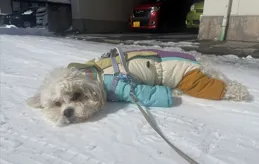 今日笑點： 我媽說這像申公豹!噗，對不起申老師，這實在太好笑了