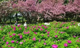 洛陽的第一朵牡丹，開了！