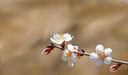 一首小詩，不但意境動人，而且韻味更是深刻，可惜讀過的人並不多