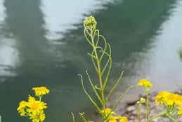 潑墨揮毫落白宣 銀鉤鐵劃暢情篇｜七律 書法（外六首）