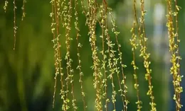 散文:風晴柳煙起，深情兩依依