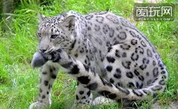 「雪豹」之後 存在即愛