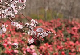 再等十來天，最好上午來！今年冰淩花盛花期還得晚一些