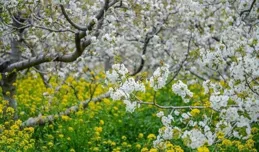 濟南今年首期花期預報來了，背後有何「氣象密碼」？