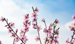 今日二月十五是兇日，提醒中老年人：1不鬧、2不起、3不走、4要吃