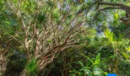 南國智庫·觀察｜年輪裏的「兩山」答卷：海南探索古樹名木與生態遊融合發展