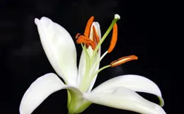 男人真心愛上你，會有的行為，是這兩字，比花錢更有分量