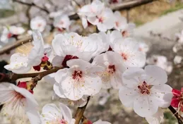 青未了/依然十裏杏花村