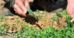 【豫健科普】春日嘗鮮，野菜營養多——藥食同源，奇效妙方