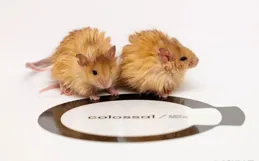 有了「長毛猛獁鼠」，我們真的能「復活猛獁象」嗎？