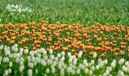 春季賞花，如何拒絕花粉過敏？靜寶教你幾招→丨靜寶聊天室