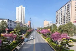 渭南高新區城市管理處：陽春三月好光景 細嗅芳華共識花