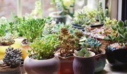 養不好綠蘿，就養這5種花，隨便養一盆，也會瘋狂長！