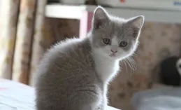 是養貓更麻煩還是養狗更麻煩?