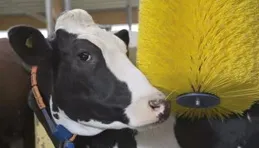 純搞笑：全網都在計算50牛如何生育4000牛，真的很搞笑