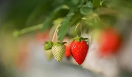 明日春分，按照老規矩，別忘了吃一種水果，寓意一年都有精神頭！