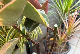 陽台盆栽橡皮樹開春整形了