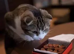 貓咪感冒檢查+開藥花了771，大家怎麽看？