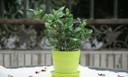 什麽型別的植物適合在家中種植