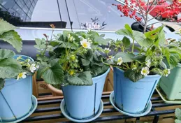 年輕人悄悄迷上藍莓盆栽，一個月成交超百萬盆，原因有哪些？種出來的藍莓和市場上買的有區別嗎？