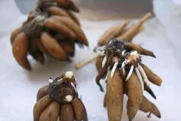 被這款花驚艷到了！說它是春天的最美草花沒人會反對吧？養護簡單