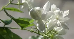 茉莉花文案，句句透著花香