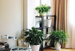 家居綠植新風尚：十二種「福氣」植物，讓家煥發新生機！