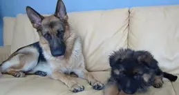 幼犬多久認主人？