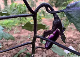 靜寧果農王恩科：茄子的施肥技術
