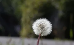 學會隨緣，擁抱自在人生