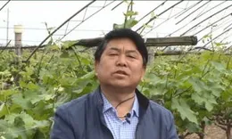 靜寧果農王恩科：茄子開花期管理技術