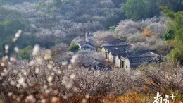 萬畝桐花開 山鄉迎客來