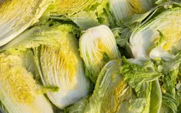 靜寧果農王恩科：大白菜不包芯的原因