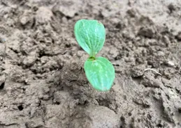 靜寧果農王恩科：夏季西瓜播種時間